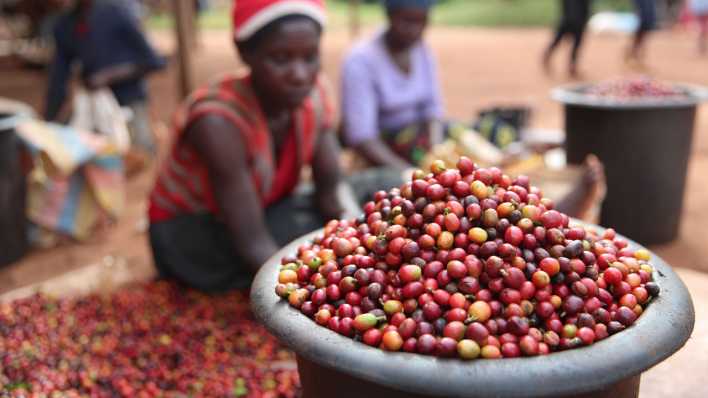 Arbeiter sortieren Kaffeebohnen in einer Kaffeeplantage in Nairobi. (Bild: picture alliance/dpa/XinHua | Long Lei)
